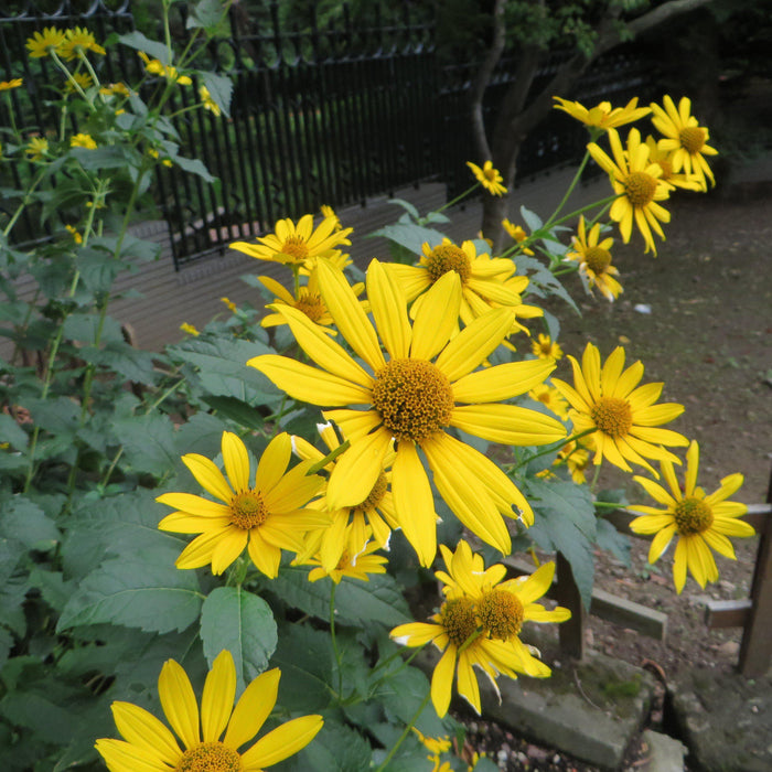 Coneflower, Cut-leaf Coneflower