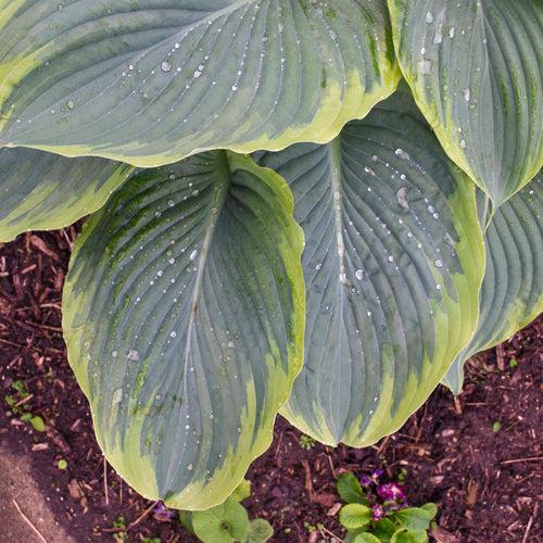 Hosta, PW® Shadowland® Wu-La-La Hosta