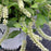 Sweetspire, Little Henry® Sweetspire