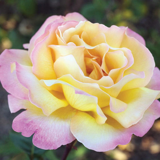 Rose, Peace Rose