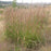 Grass, Big Bluestem