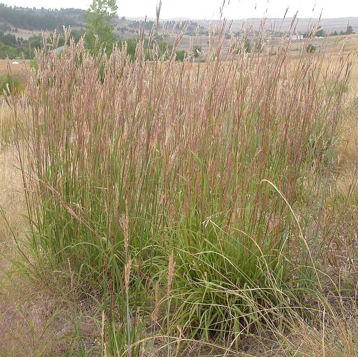 Grass, Big Bluestem