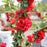 Flowering Quince, PW® Double Take™ Scarlet Flowering Quince