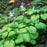 Hosta, Stained Glass Hosta