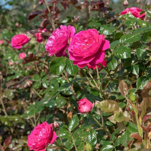 Rose, Loves Me, Loves Me Not™ Rose