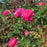 Rose, Loves Me, Loves Me Not™ Rose