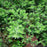 Juniperus conferta 'Blue Pacific'  - Blue Pacific Shore Juniper