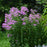 Phlox, Jeana Garden Phlox