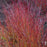 Dogwood, Kelseyi Red Twig Dogwood