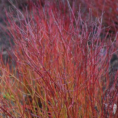 Dogwood, Kelseyi Red Twig Dogwood