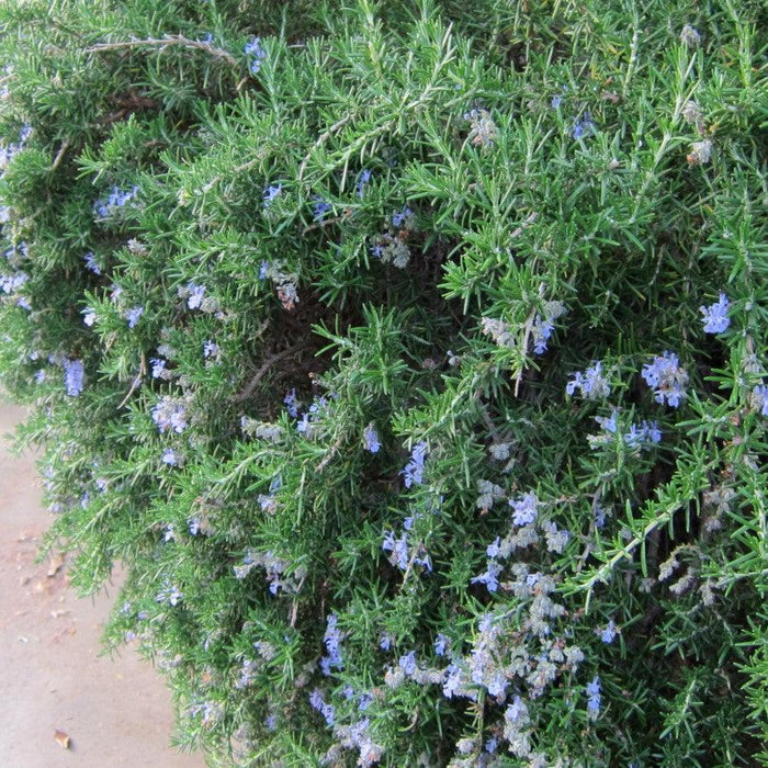 Rosemary, Creeping Rosemary