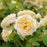 Rose, Teasing Georgia® Rose