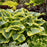 Hosta, PW® Shadowland® Seducer Hosta