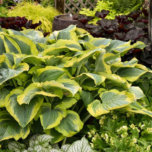 Hosta, PW® Shadowland® Seducer Hosta