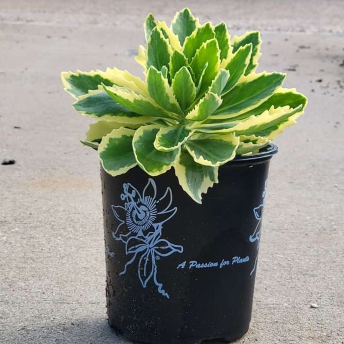 Sedum, Frosted Fire Stonecrop
