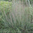 Grass, Blue Heaven Little Bluestem