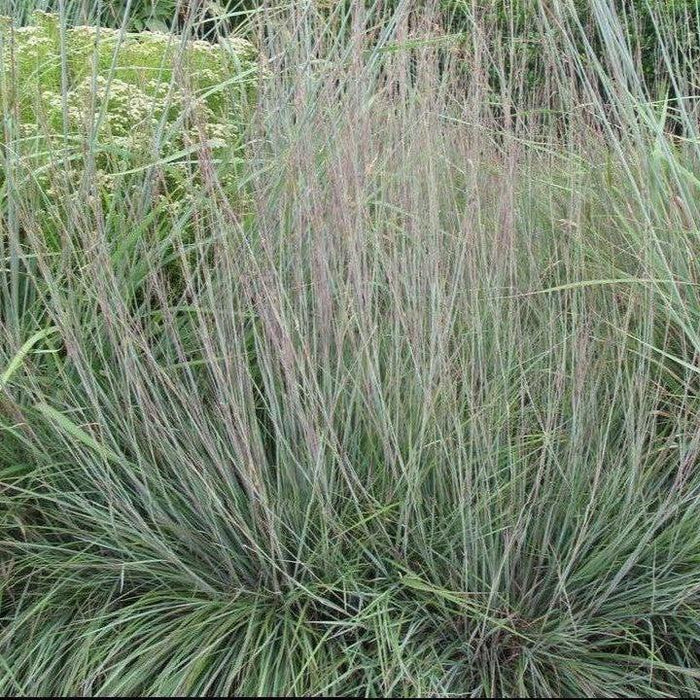 Grass, Blue Heaven Little Bluestem