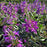 Beardtongue, Pristine Blue Beardtongue