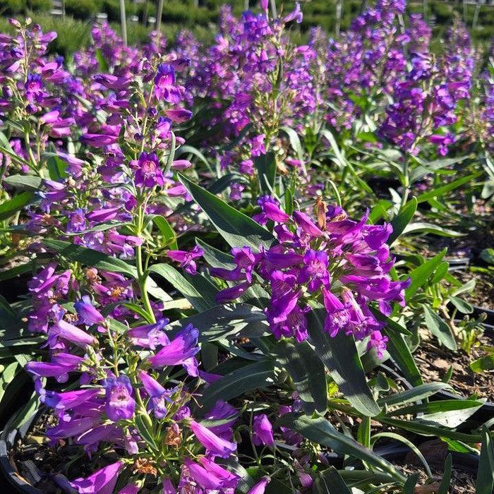 Beardtongue, Pristine Blue Beardtongue