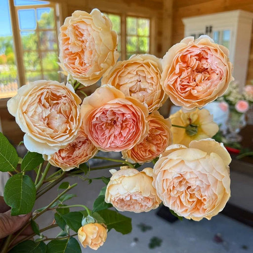 Rose, Carding Mill® Rose