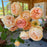 Rose, Carding Mill® Rose