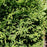 Arborvitae, Hetz Midget Arborvitae, Mini Arborvitae