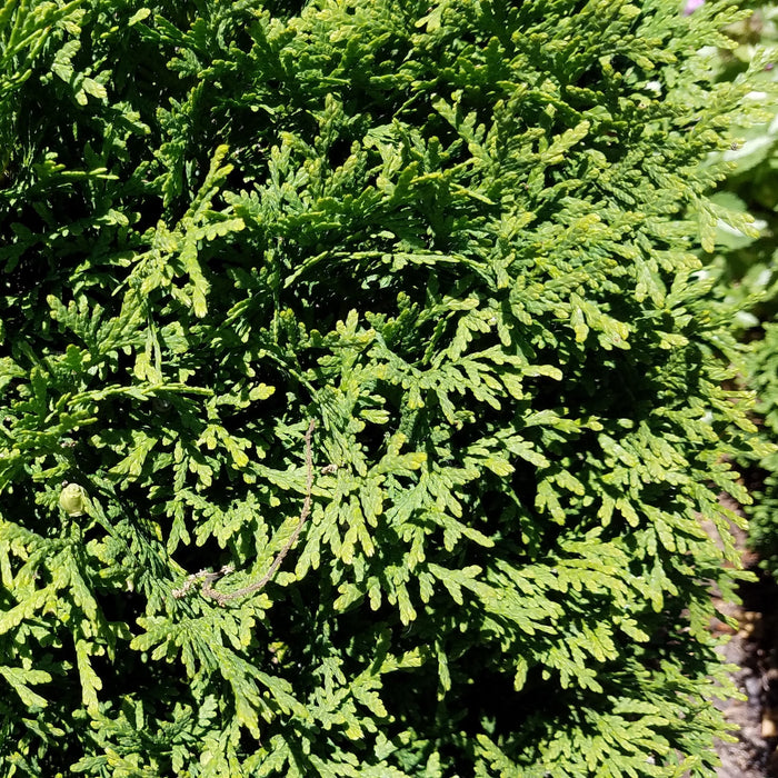 Arborvitae, Hetz Midget Arborvitae, Mini Arborvitae