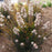 Ninebark, Tiny Wine® Ninebark