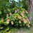 Hydrangea, Snowcicle Hydrangea