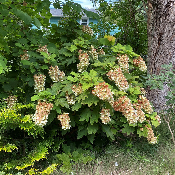Hydrangea, Snowcicle Hydrangea