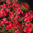 Azalea, Johanna Azalea