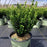 Boxwood, NewGen™ Freedom® Boxwood