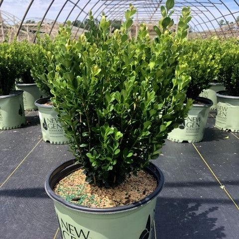 Boxwood, NewGen™ Freedom® Boxwood