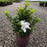 Azalea, Encore Autumn Lily Azalea