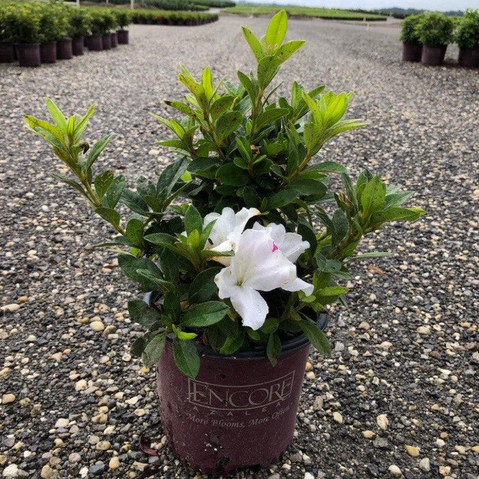 Azalea, Encore Autumn Lily Azalea