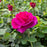 Rose, Showpiece™ Purple Rose
