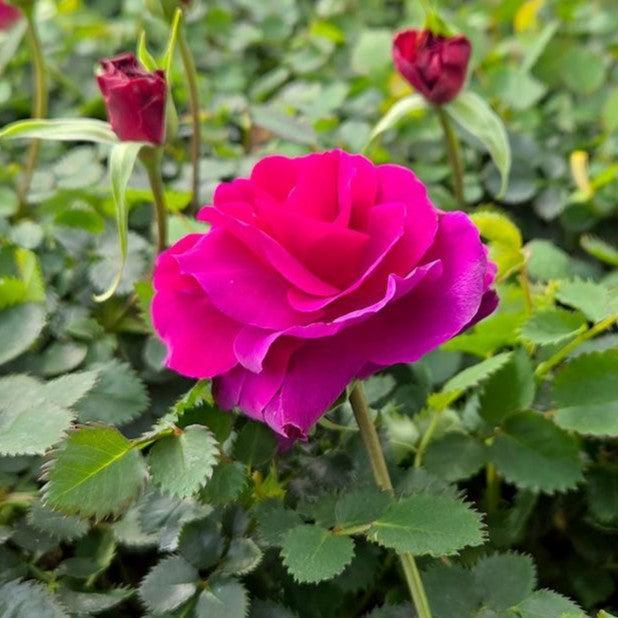 Rose, Showpiece™ Purple Rose
