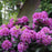 Rhododendron, Dandy Man Purple Rhododendron