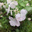 Hydrangea, Fairytrail Bride® Cascade Hydrangea