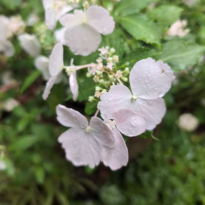 Hydrangea, Fairytrail Bride® Cascade Hydrangea