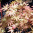 Maple, Autumn Moon Japanese Maple