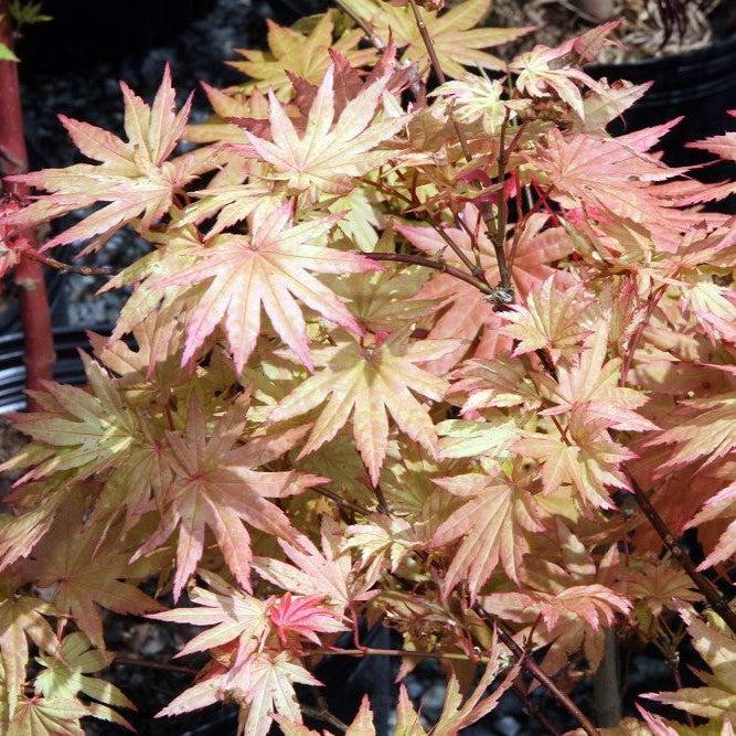 Maple, Autumn Moon Japanese Maple