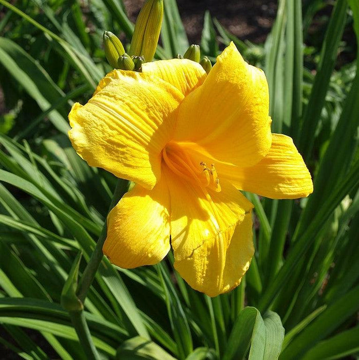 Daylily, Buttered Popcorn Daylily