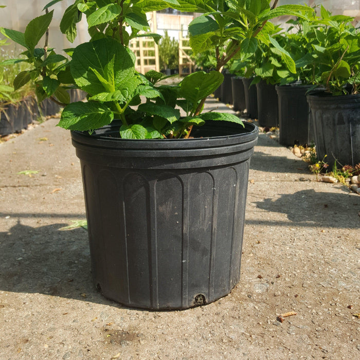 Hydrangea, Endless Summer® The Original Macrophylla Hydrangea