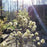 Fothergilla, Blue Shadow Fothergilla