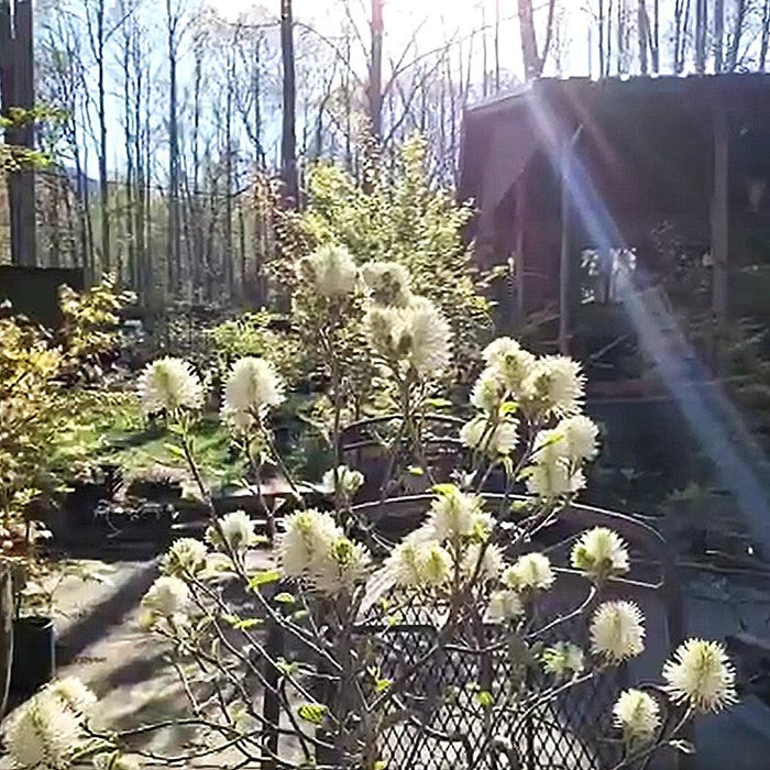 Fothergilla, Blue Shadow Fothergilla