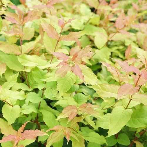 Honeysuckle, Kodiak® Fresh™ Honeysuckle