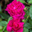 Rose, David Austin Darcey Bussell English Shrub Rose