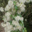 Clematis, Autumn Clematis