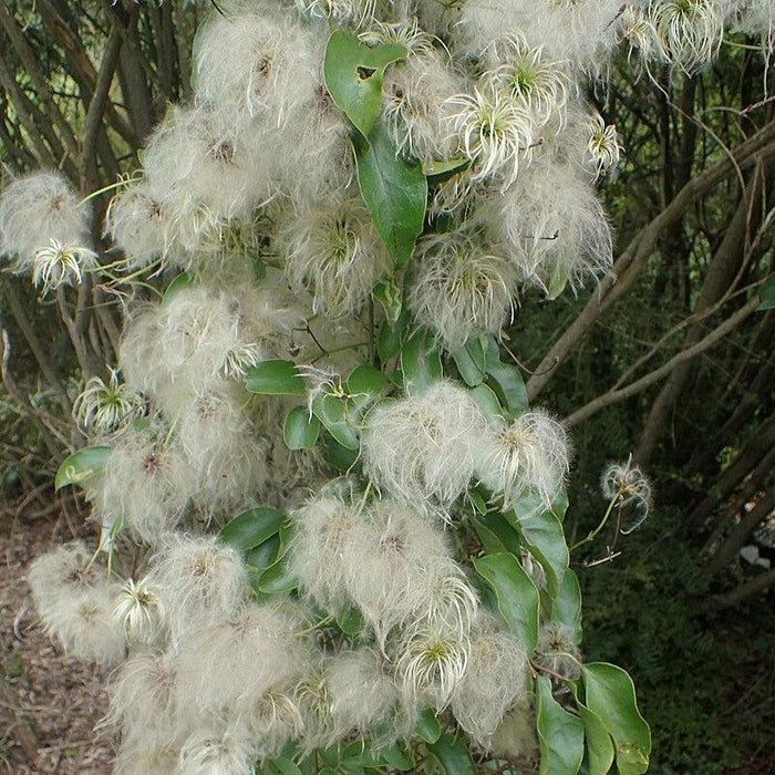 Clematis, Autumn Clematis